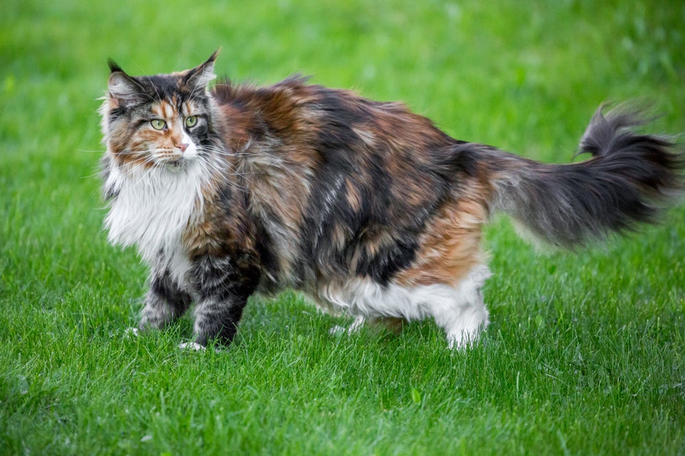 Maine Coon: 10 curiosidades sobre o maior gato do mundo